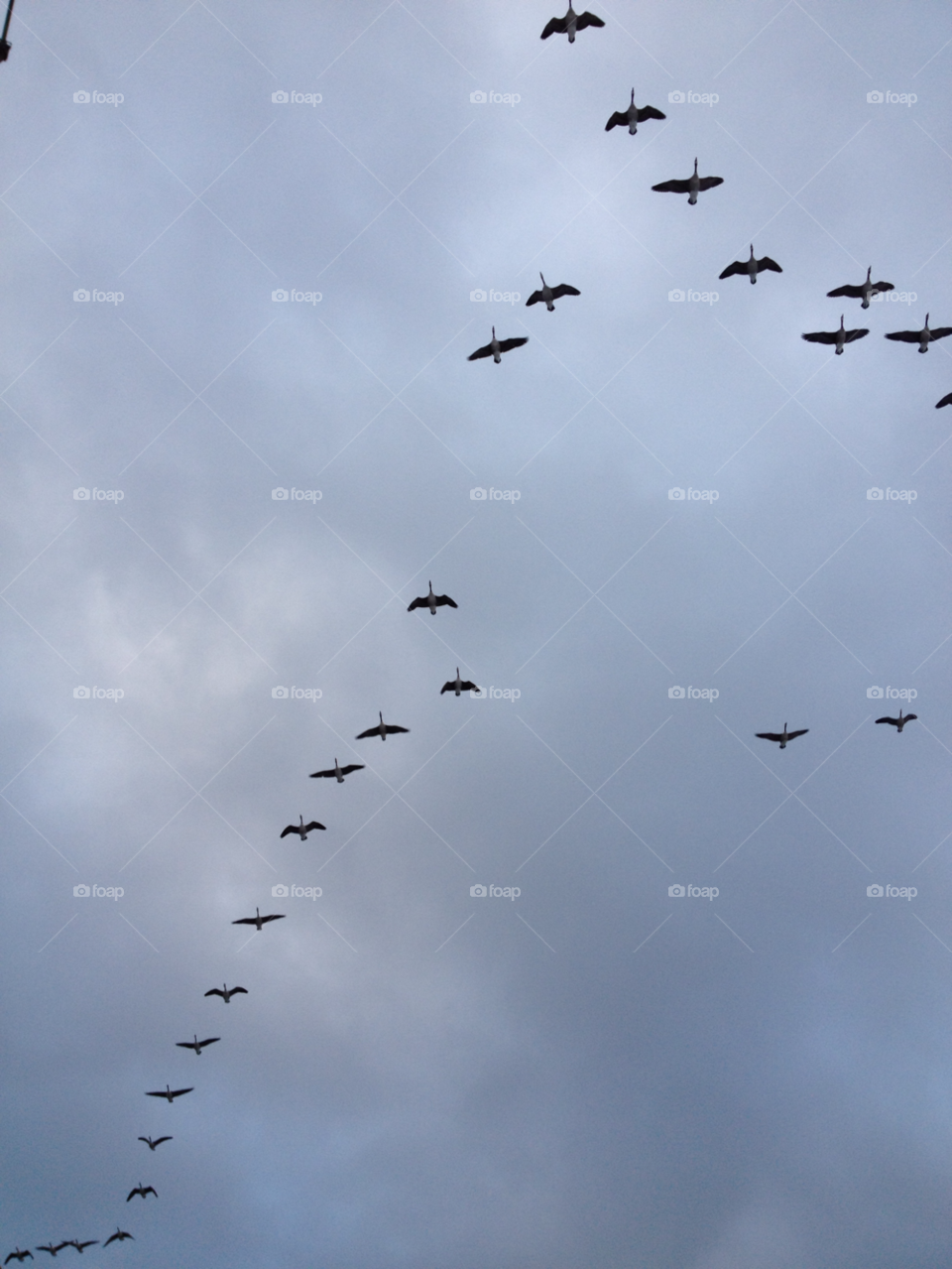 sky nature birds animal by liselott