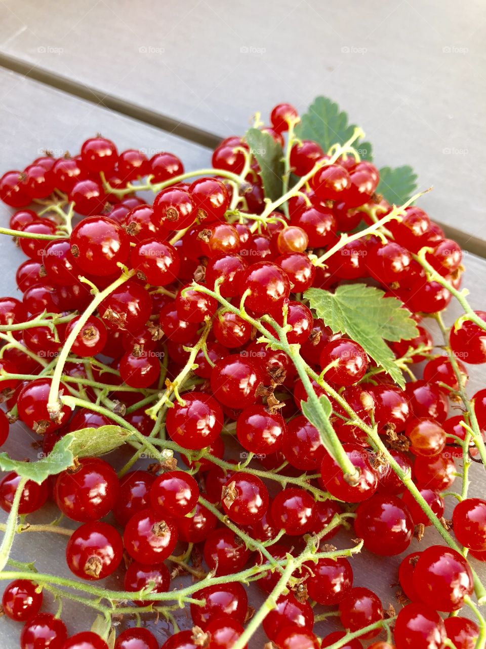 wild red currants