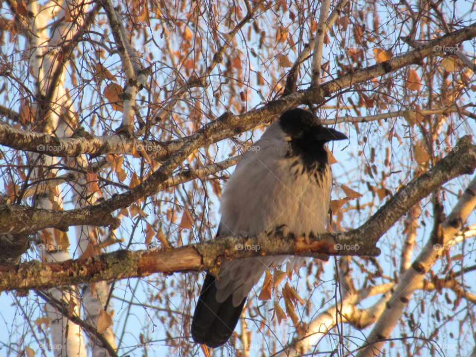 crow sits on a tree