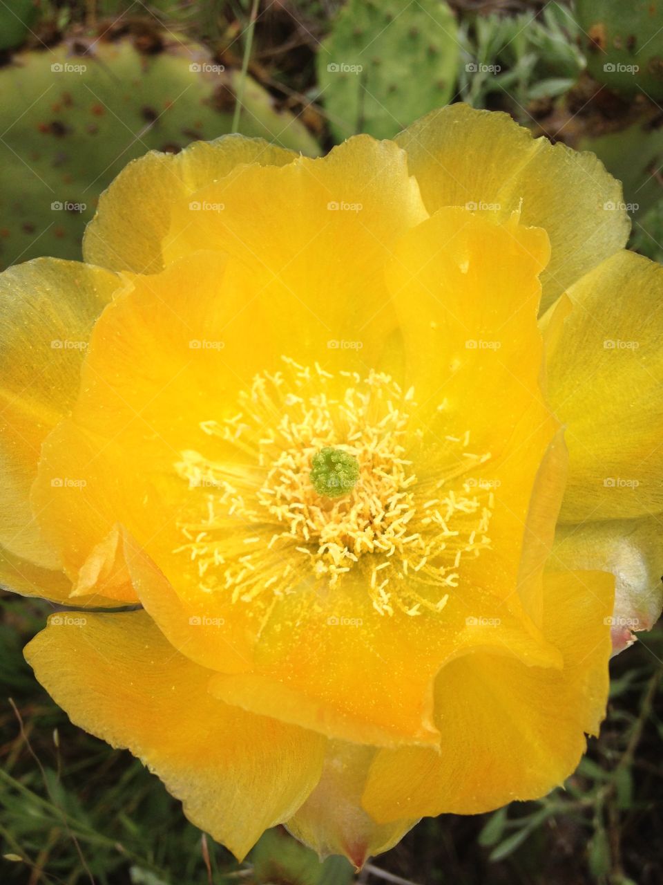 Beauty in the rough. Prickly pear cactus flower