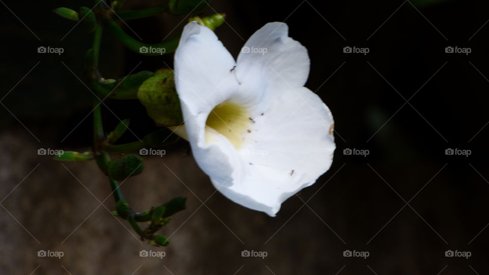 White flower