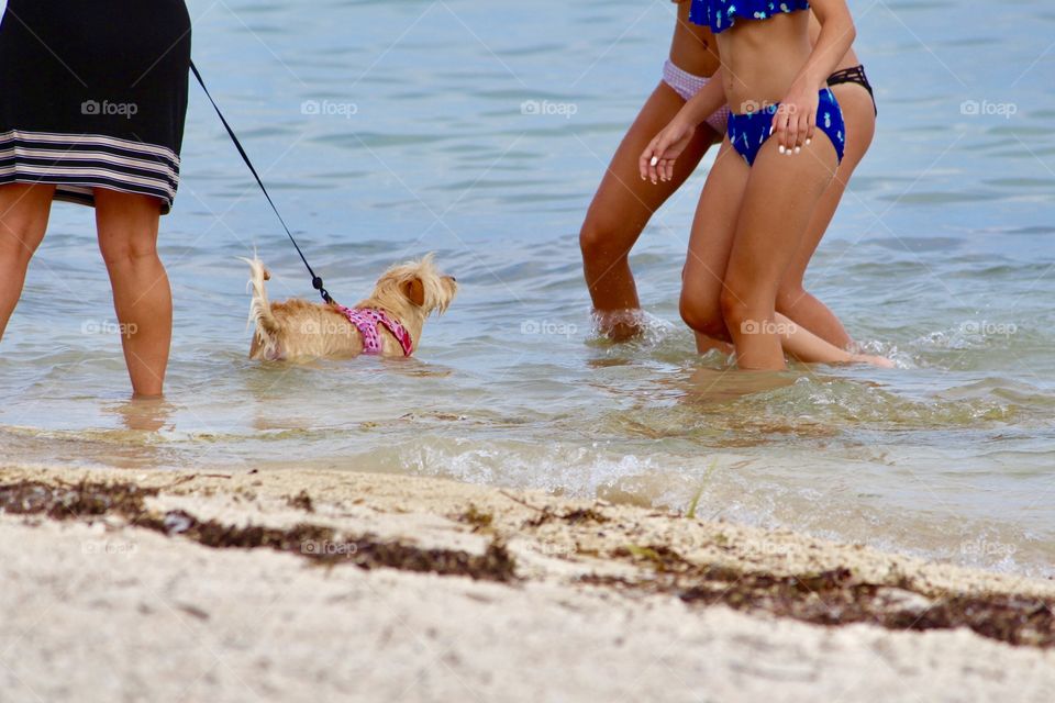 Flirting on the Beach with Cute Dog