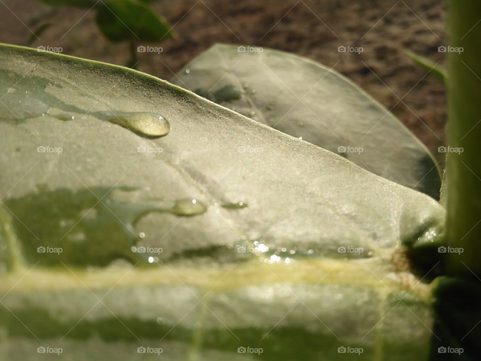 leaf a display image