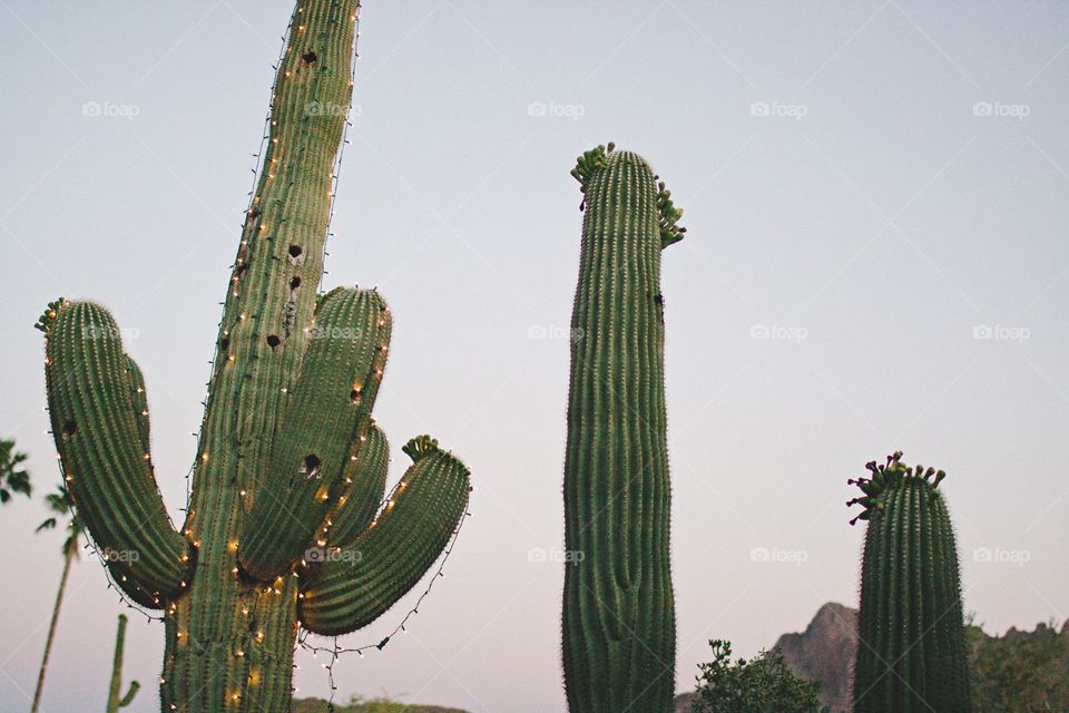 Stand tall, stand proud.