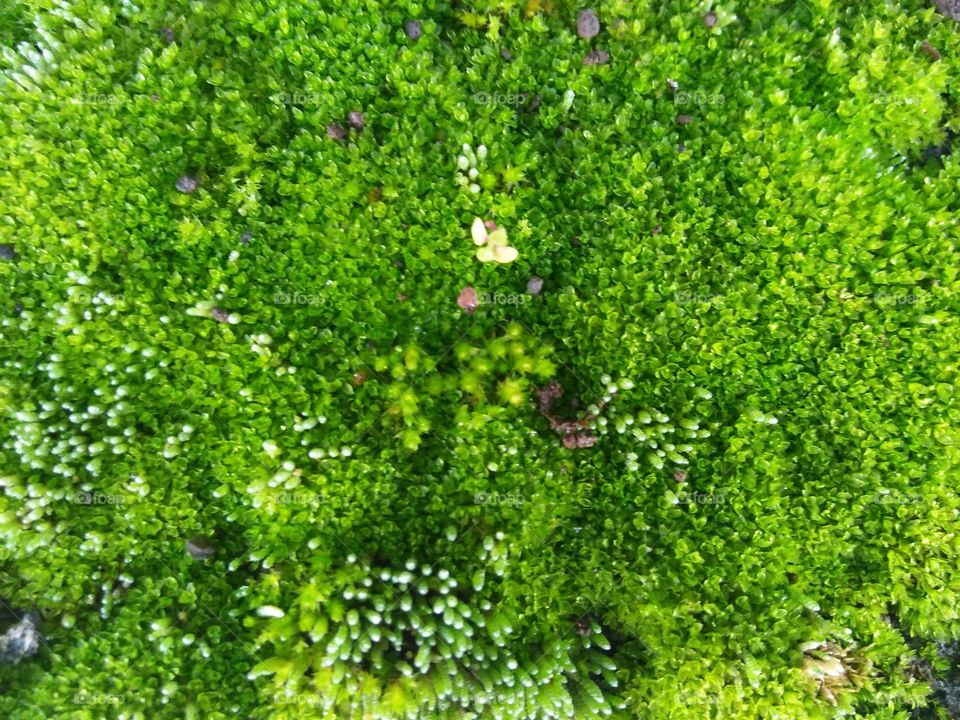 High angle view of green mosses and plants
