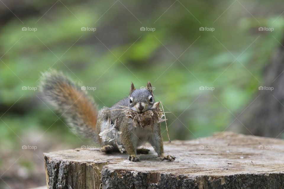 Squirrel preparing for colder weather