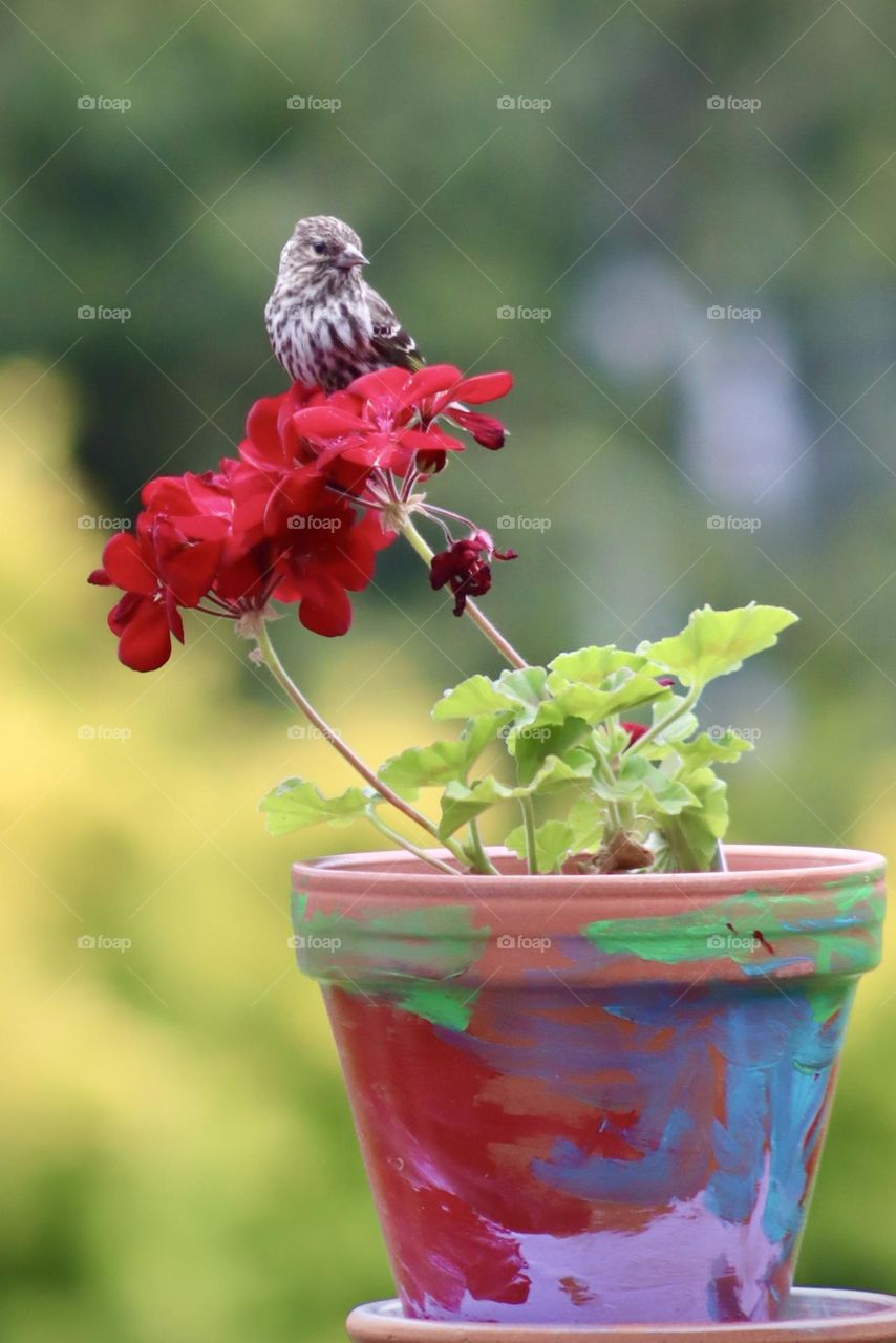 A small finch lands on a potted red geranium while exploring a backyard garden in Washington 