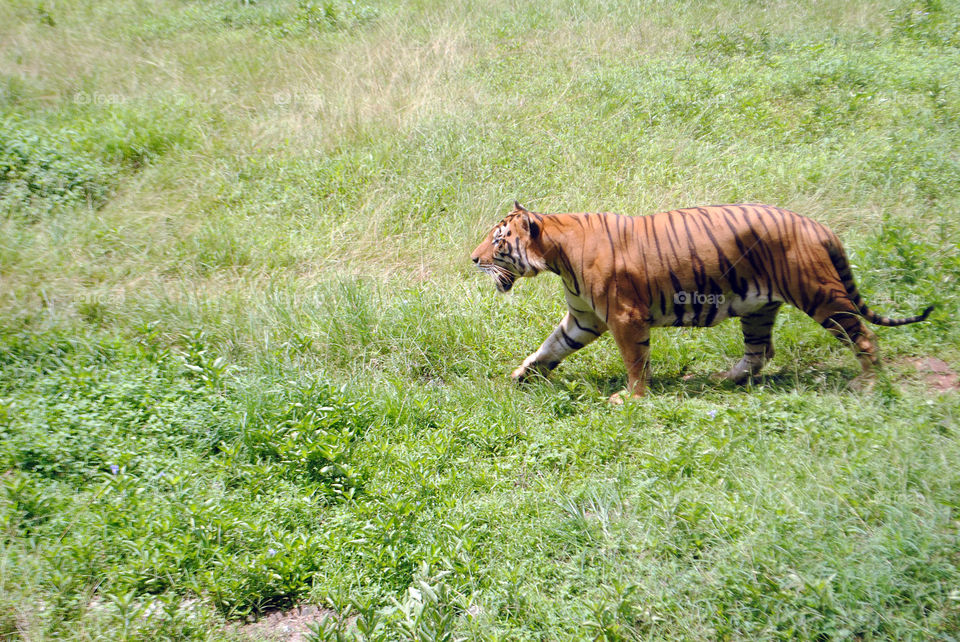 tiger in zoo area