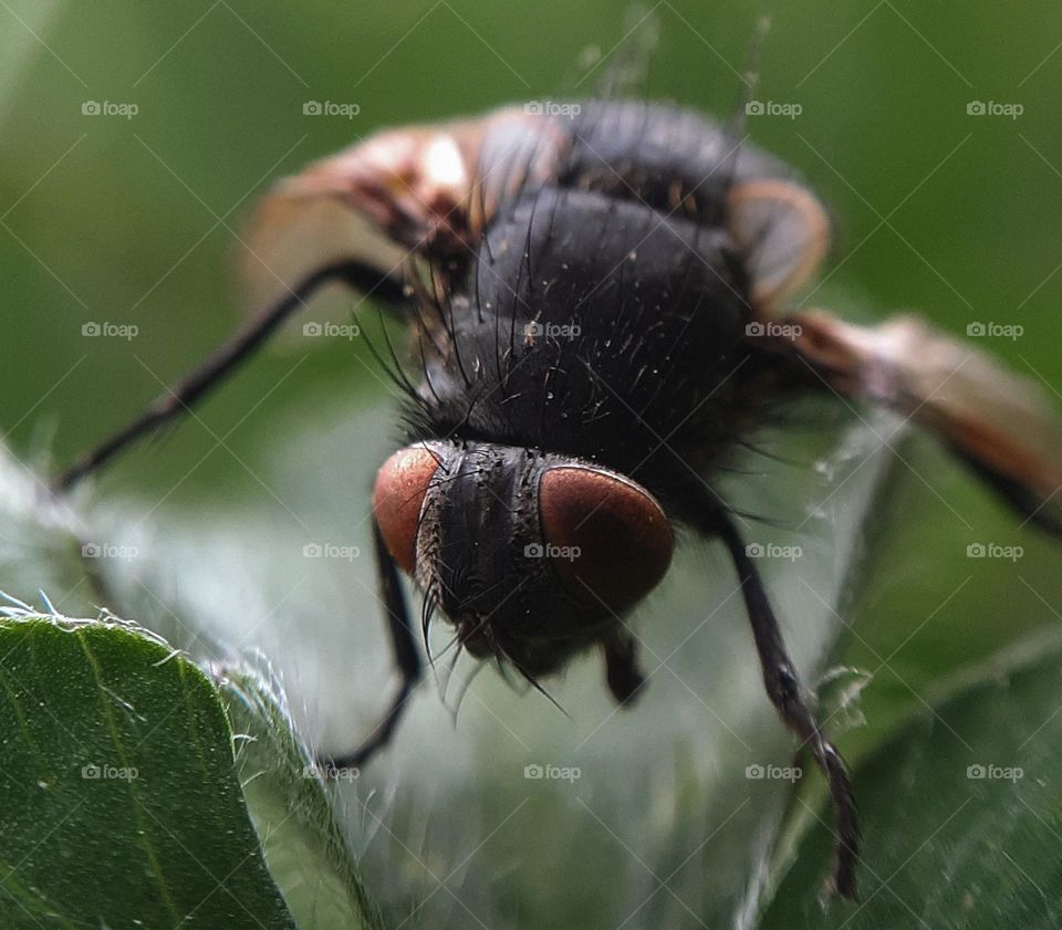 Macro photo of a fly on the grass