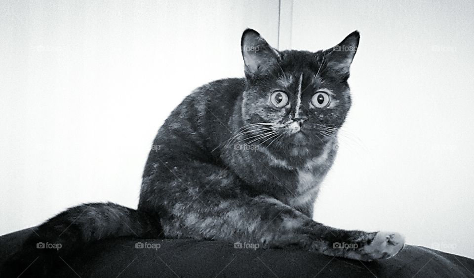 Surprised snapcat