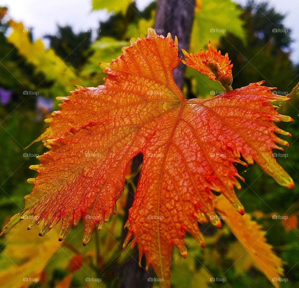 A beautiful red leaf.