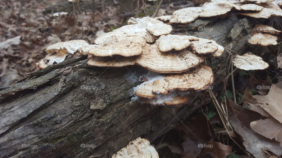 large fungus on a fallen log in the woods