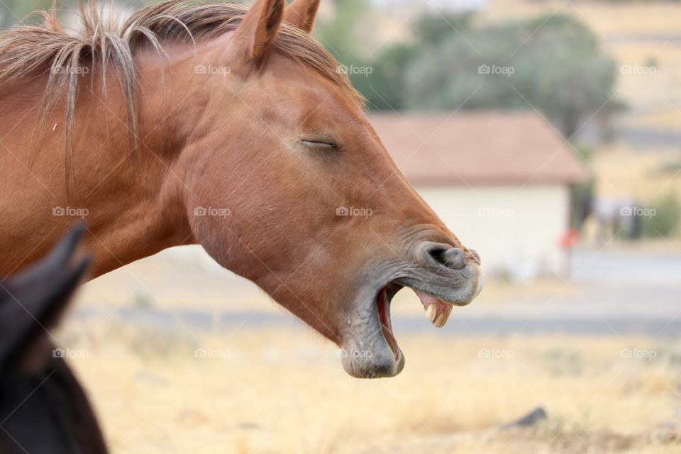 Young mustang wild horse yearling yawning, side view in the high sierras 
