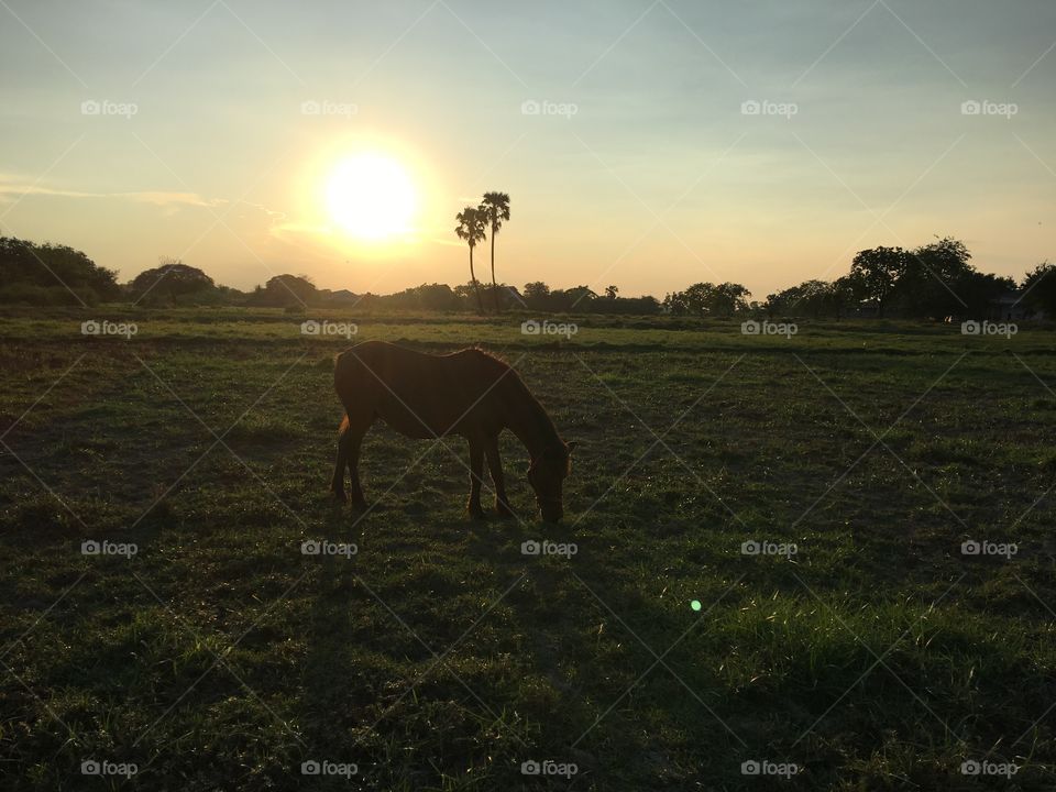 Mammal, No Person, Landscape, Sunset, Grassland