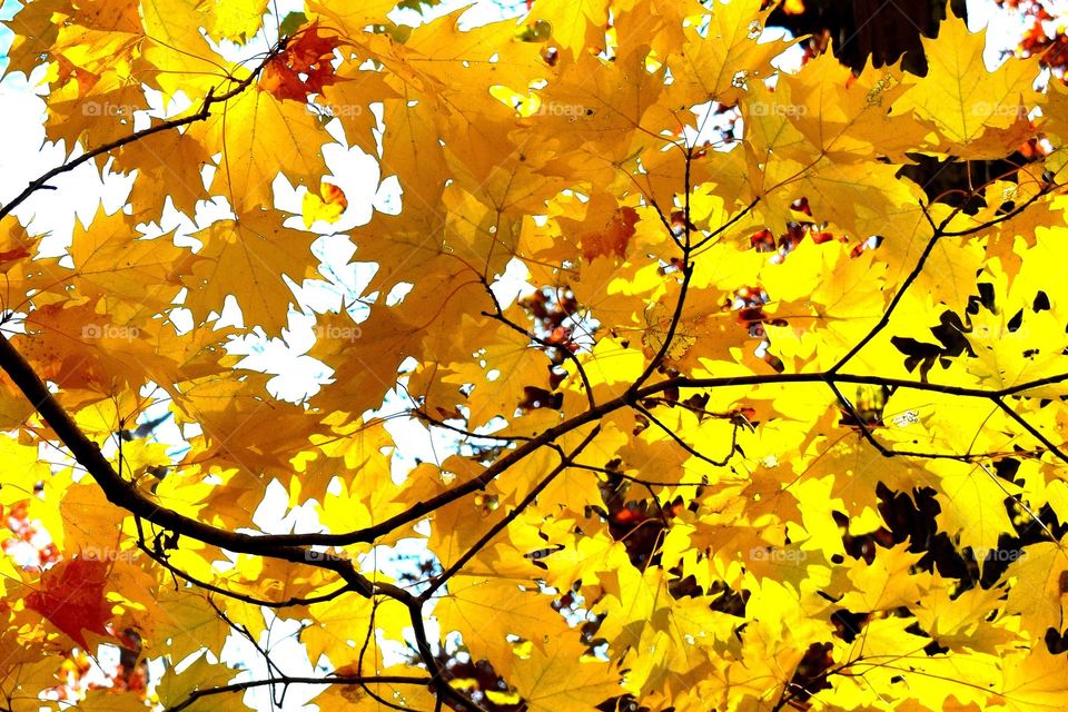 Yellow leaves