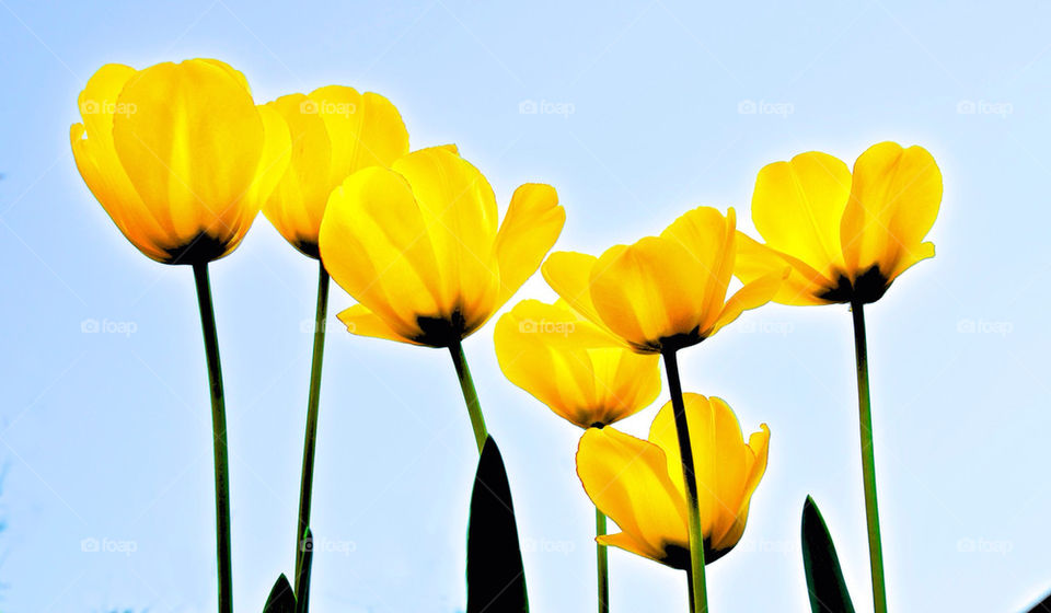 flowers yellow beautiful tulips by gp56