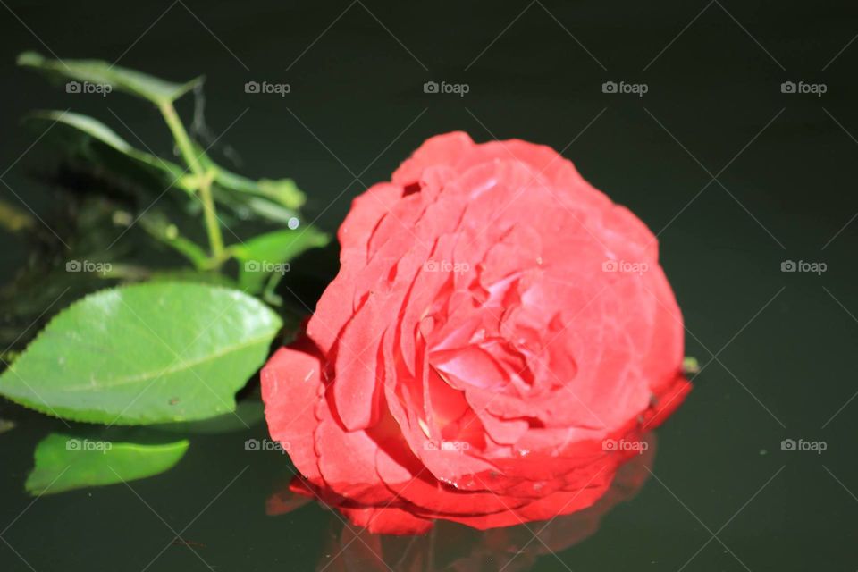 Flower, No Person, Rose, Nature, Leaf