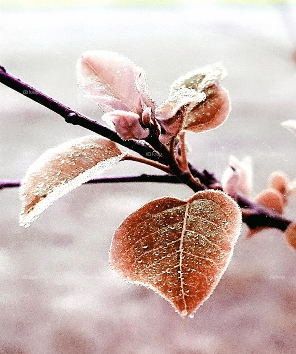 Spring morning in South Texas