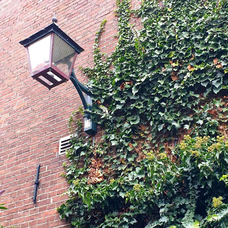 Green ivy climbing the brick wall