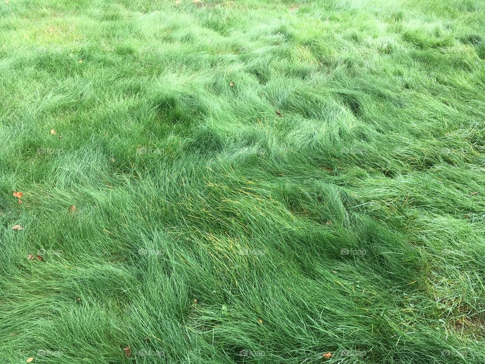 Wavy Grass