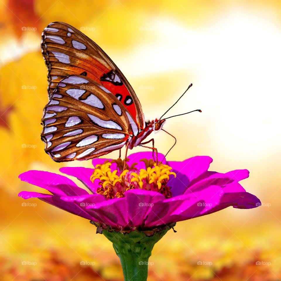 Beautiful and colourful butterfly