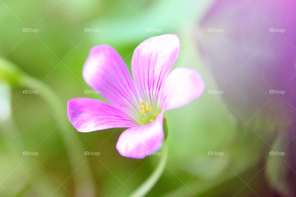 View of single clover bloom