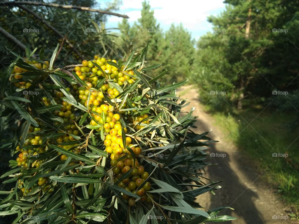 sea ​​buckthorn