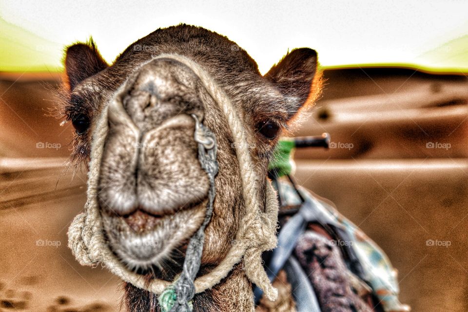 Dromedy Camel, Sahara Desert, Morocco  . Dromedy Camel, Sahara Desert, Morocco  