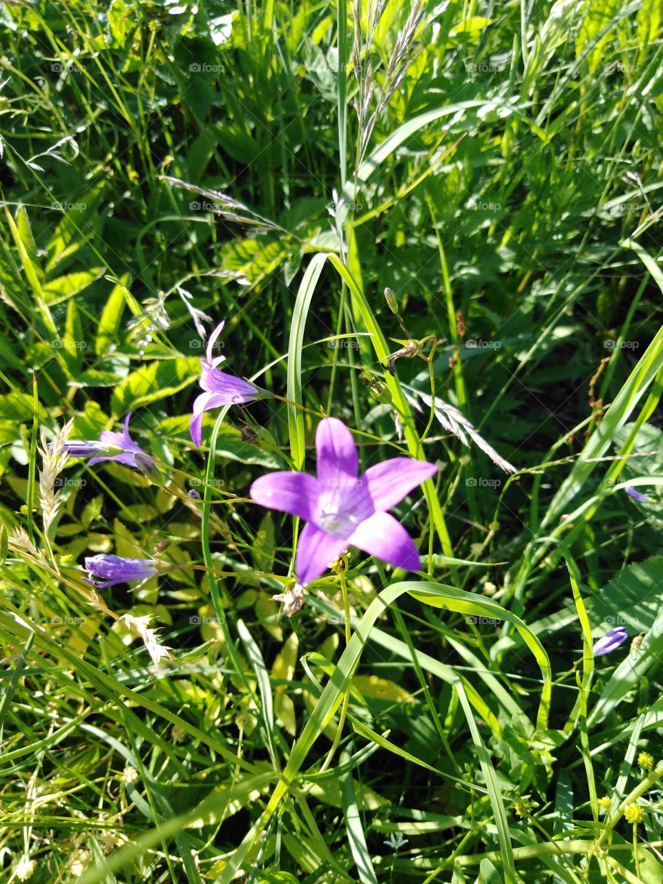 Колокольчик