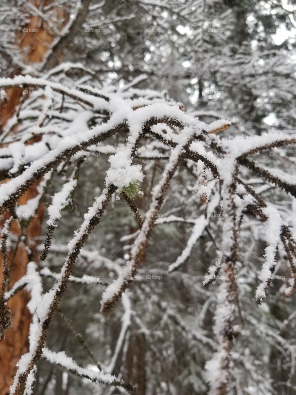 spring snow on branches