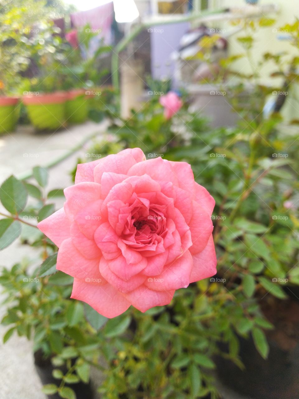 pinkish rose