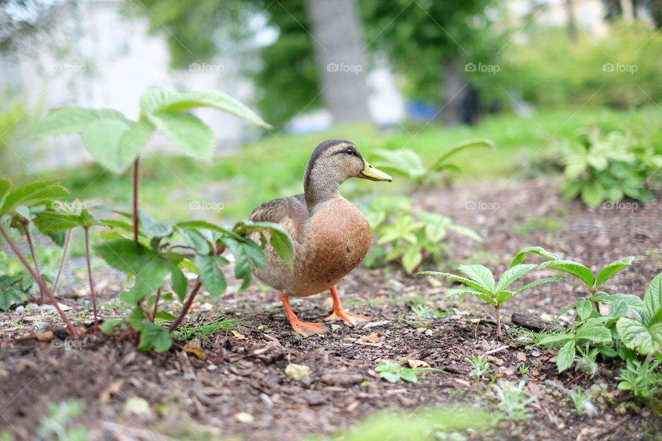 mallard