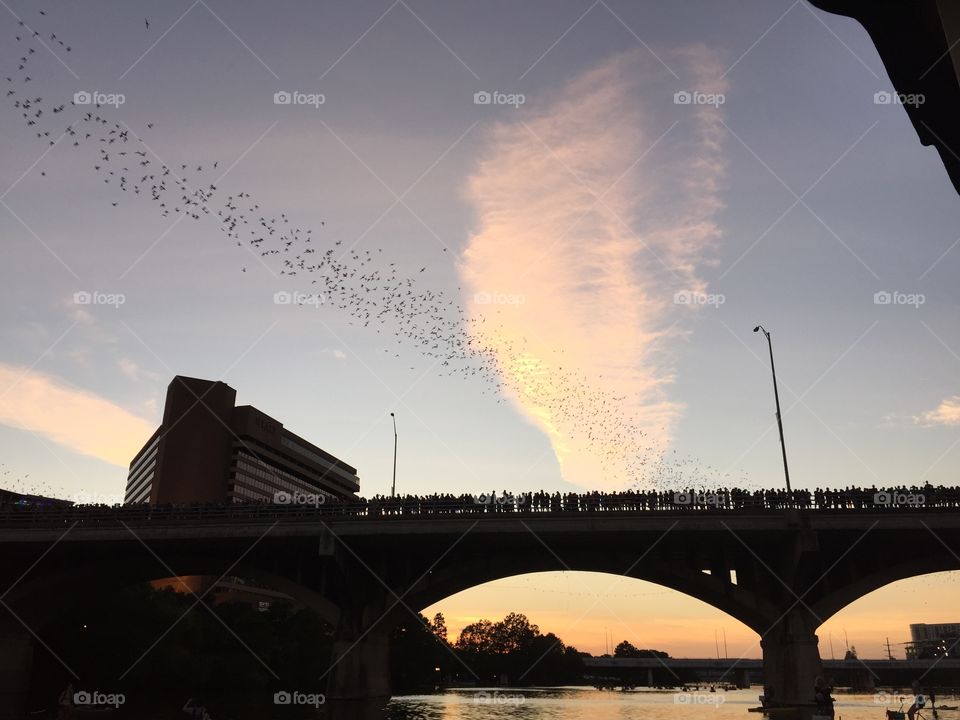 Congress Bridge Bat Colony. Austin