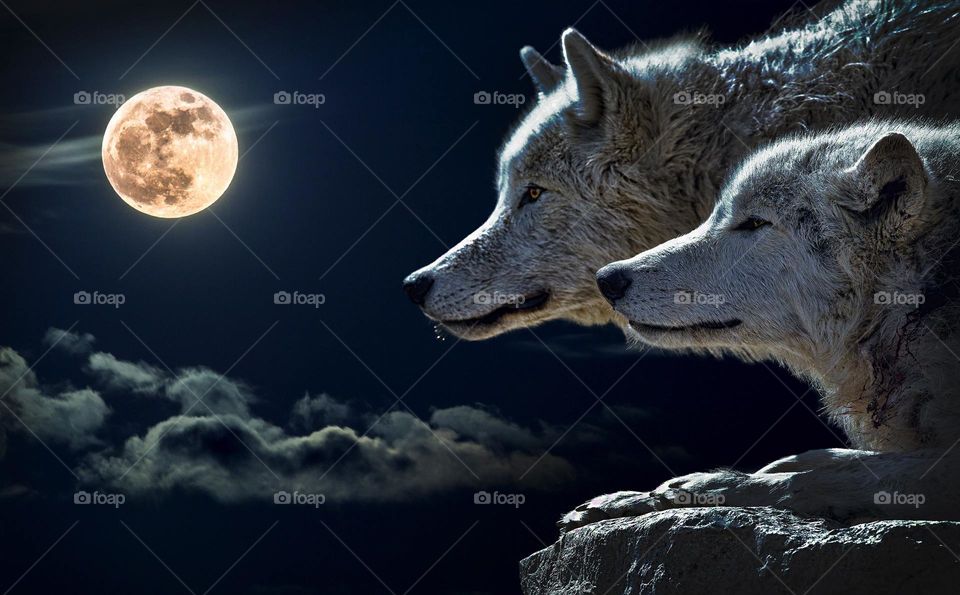 Great piece of artwork of Wolves in the night.  All proceeds go towards the conservation of endangered species.