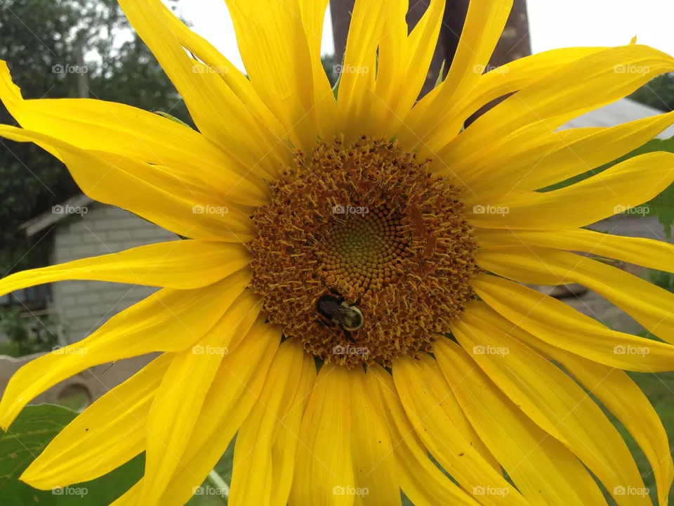 Pollination Station 