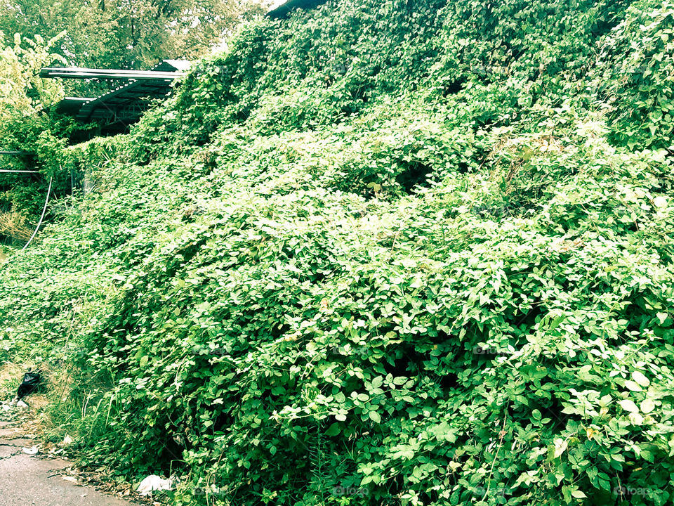 Green Bush. A very green bush at the end of a parking lot.
