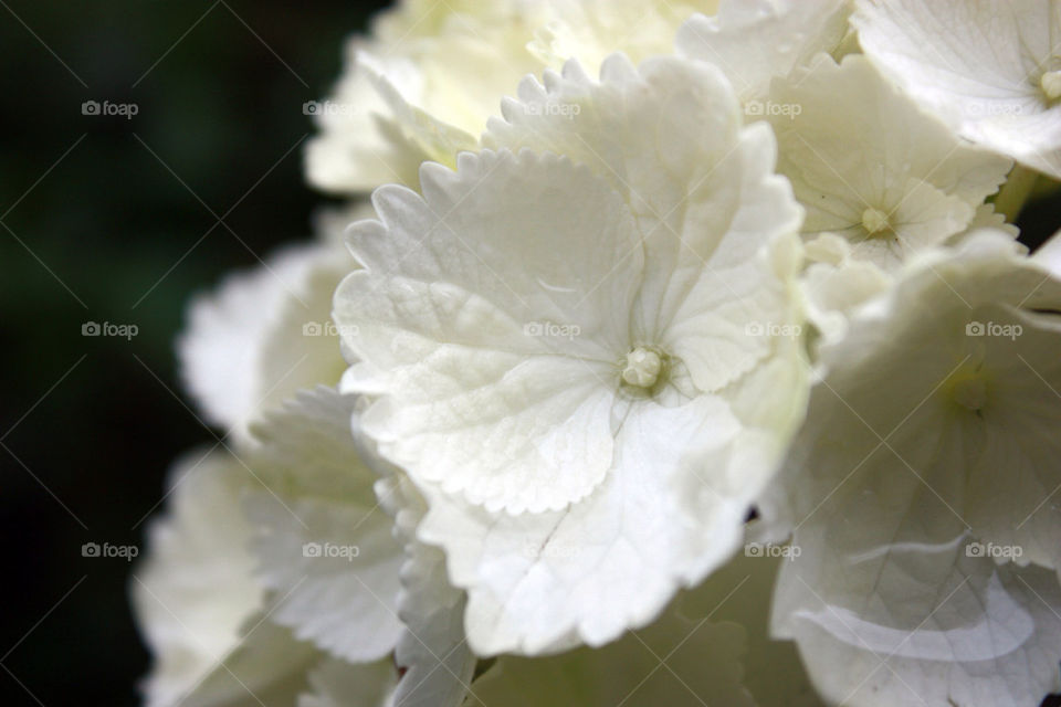 flower white detail blume by dervoss