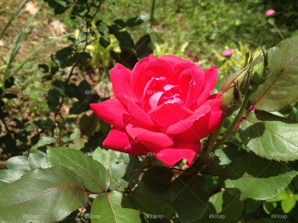 Open rose flower