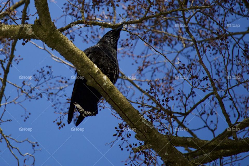 Crow On Tree Branch
