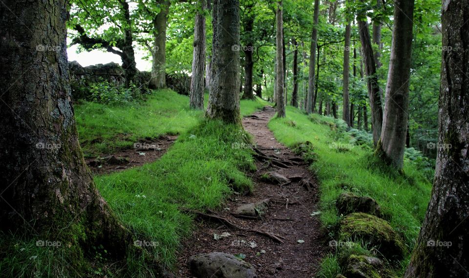 View of trees in forest