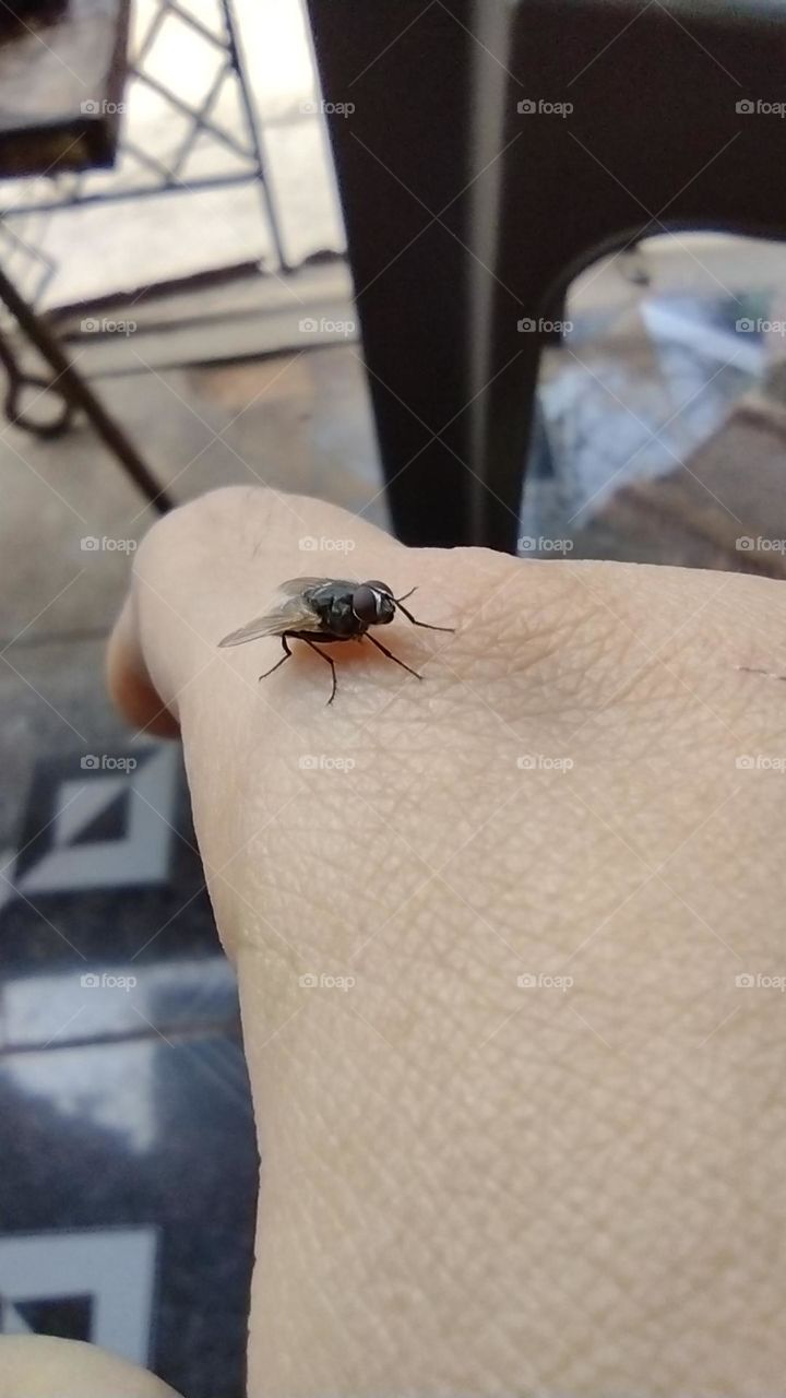 housefly
housefly resting oh hand
close look