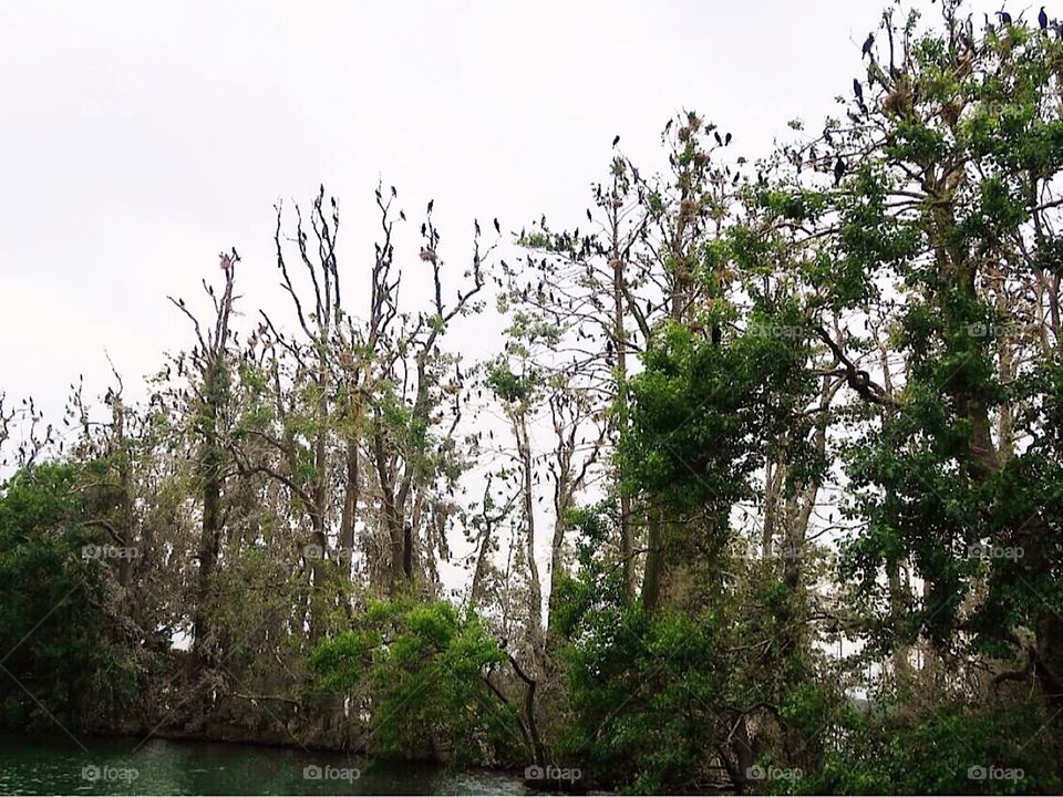 Island with 100 of birds 