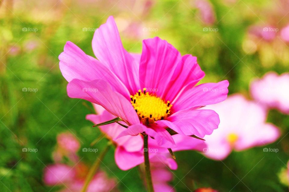 Pink Flower