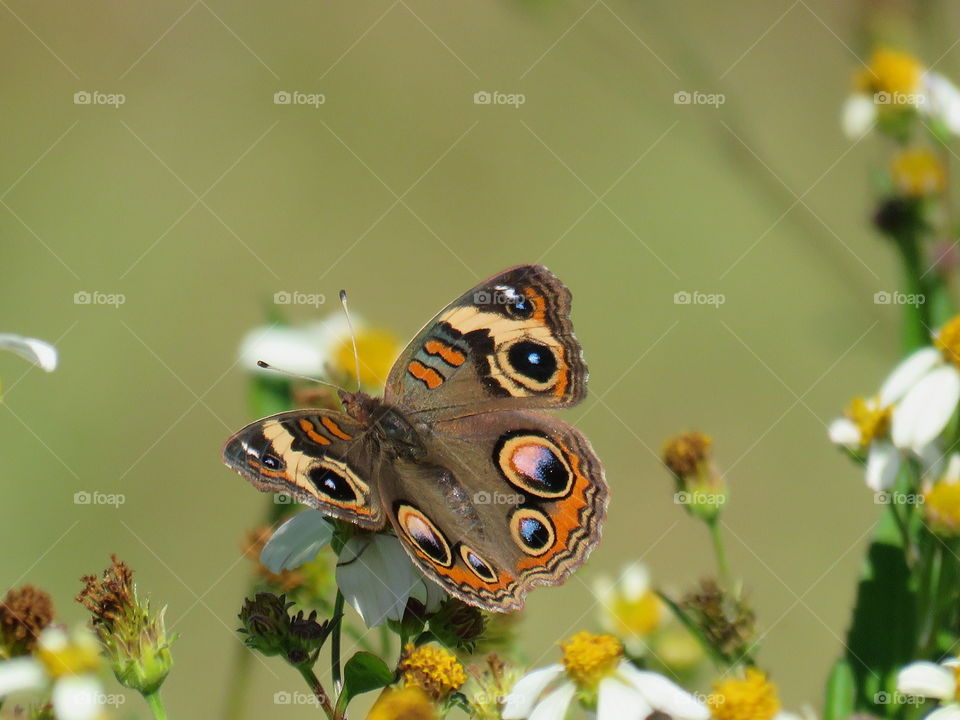 common buckeye