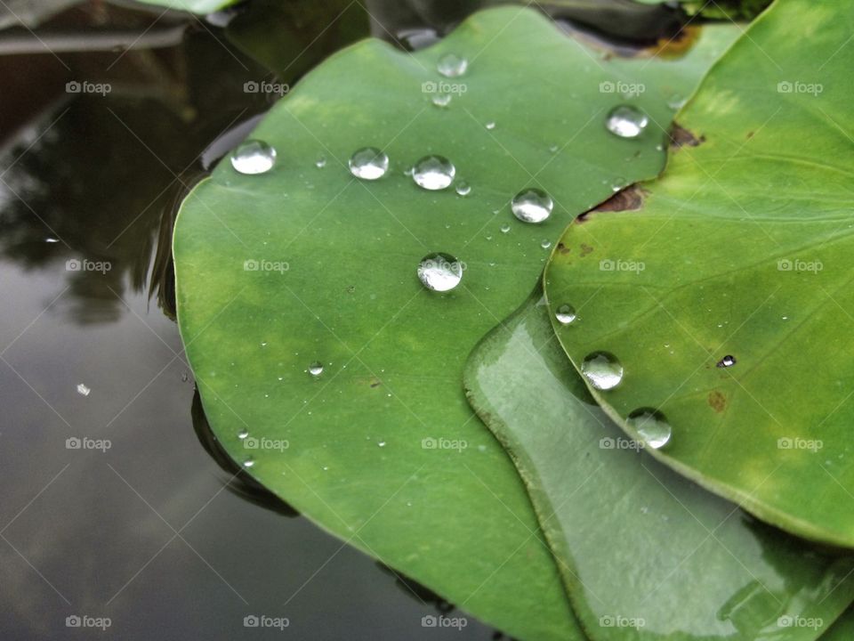 Water droplets on lotus leaf