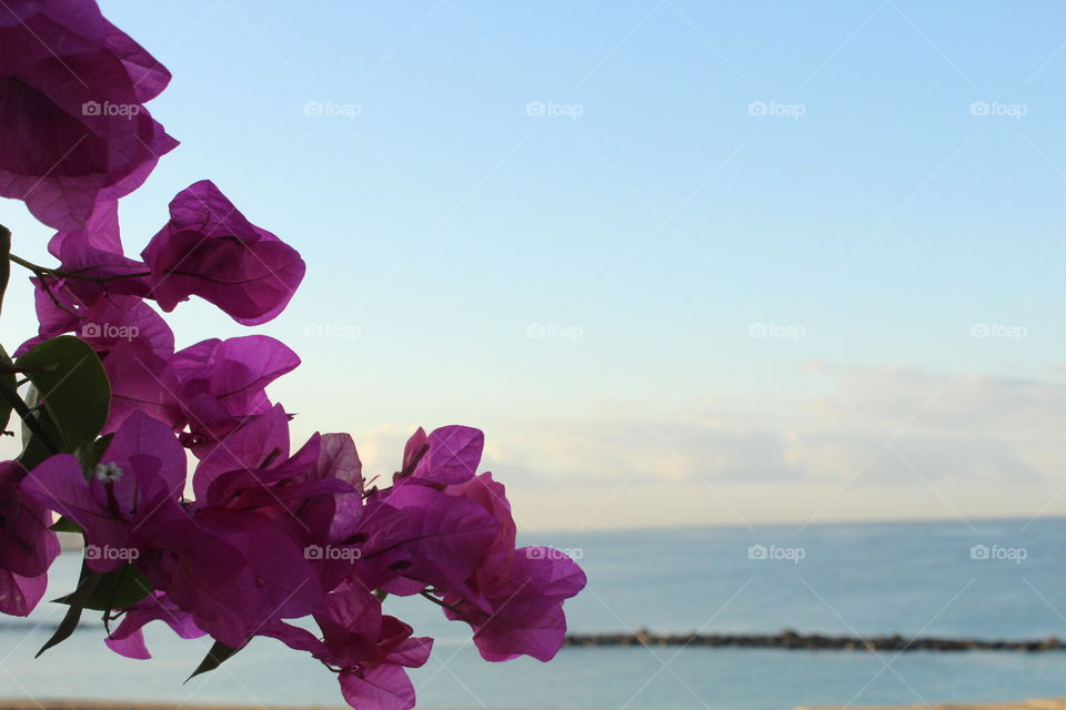 A peek of florals while gazing off the coast at the ocean.