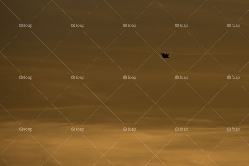 Bird Flying At Sunset