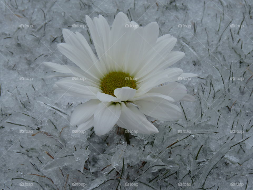 Crystal Blossom