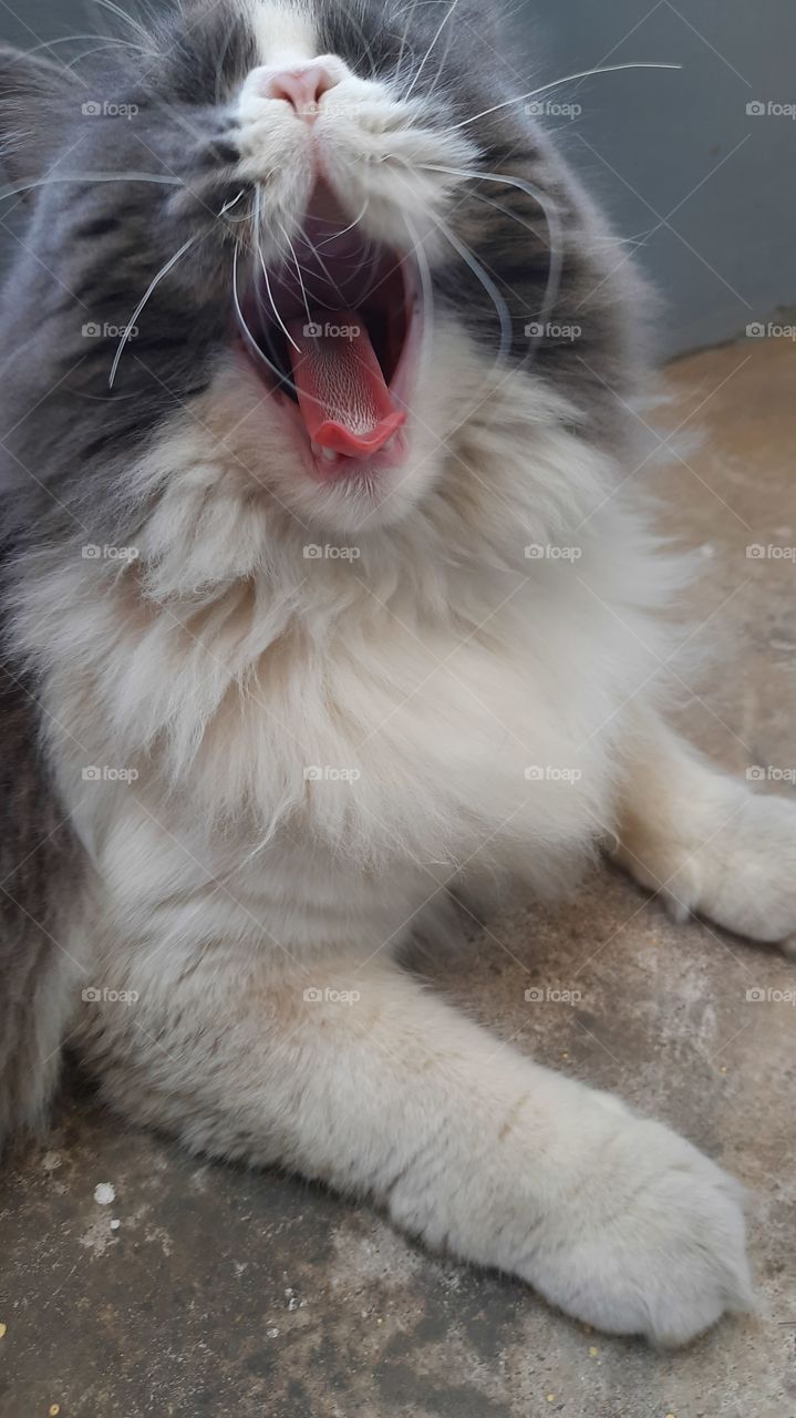 The big yawn