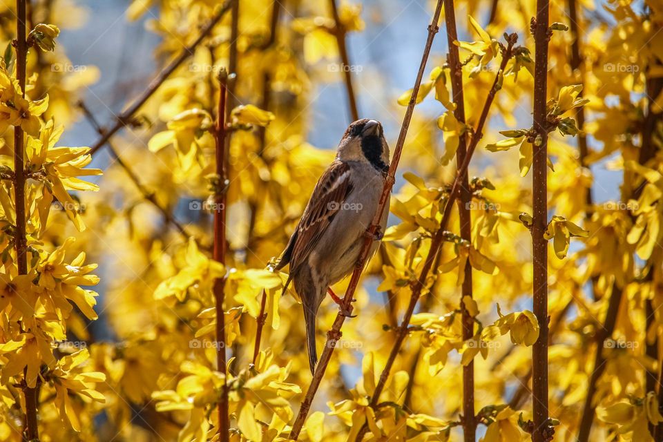 Sparrow at the yellow spring flowers